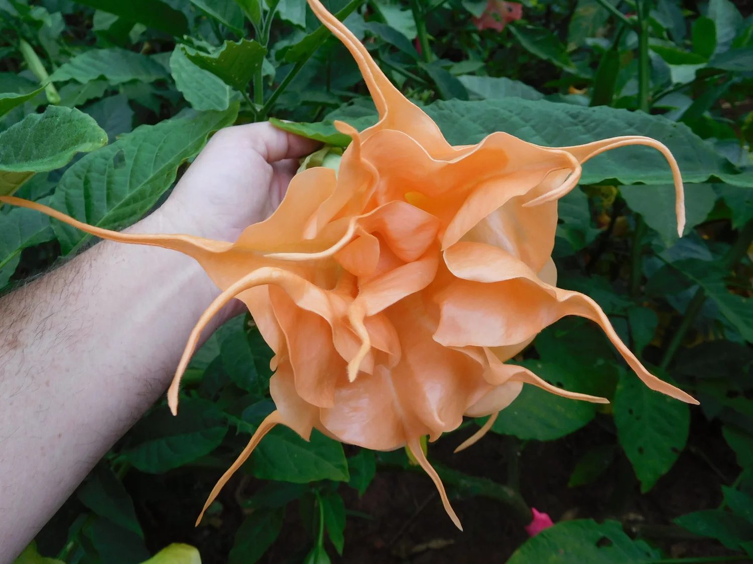Angels Sunexplosion Brugmansia PLANT — Angel Trumpet Nursery LLC